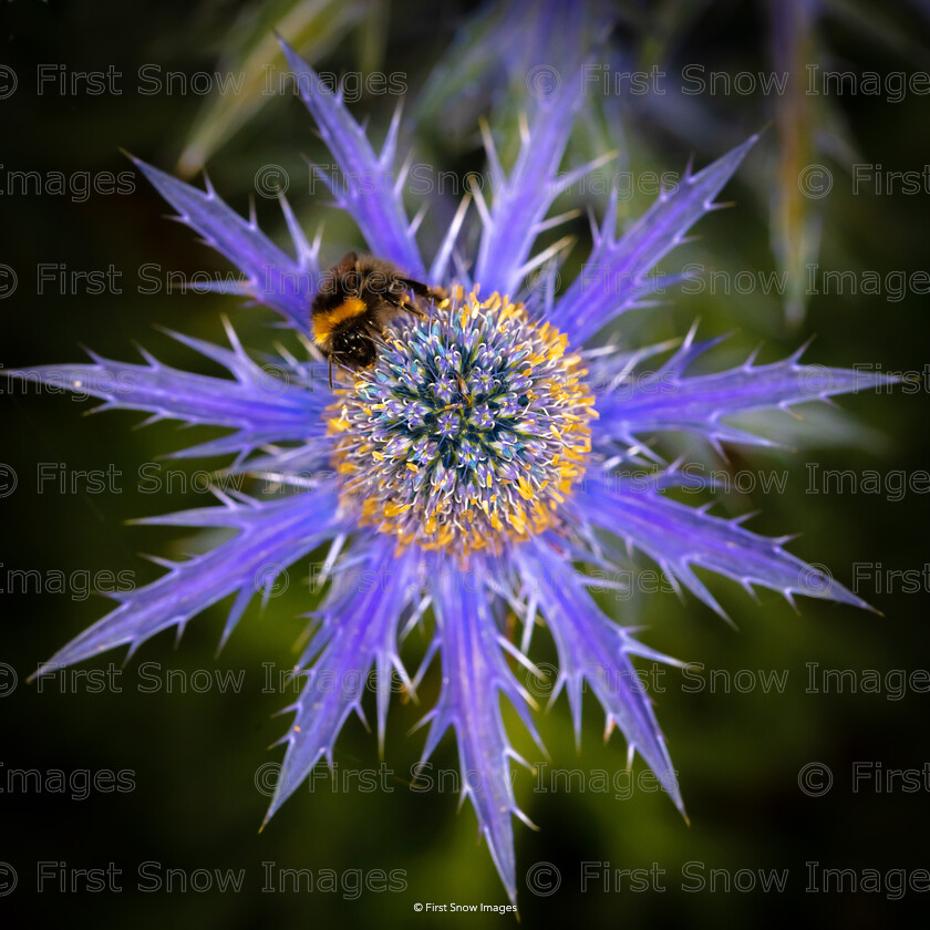 Hard at work 
 Keywords: 'Hard at work', animal, bumble bee, card, macro, plant, purple, thistle, wraptious