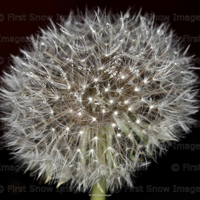 One O Clock 
 PLEASE NOTE - THIS IMAGE HAS BEEN VERY POPULAR AND I ONLY HAVE 0 CURRENTLY AVAILABLE. PLEASE MESSAGE ME VIA THE CONTACTS TAB TO ORDER MORE 
 Keywords: tx1_sale_limit:0
card, eventEC2019, flower dandelion dew interflora, shop-cushion, wraptious one o clock