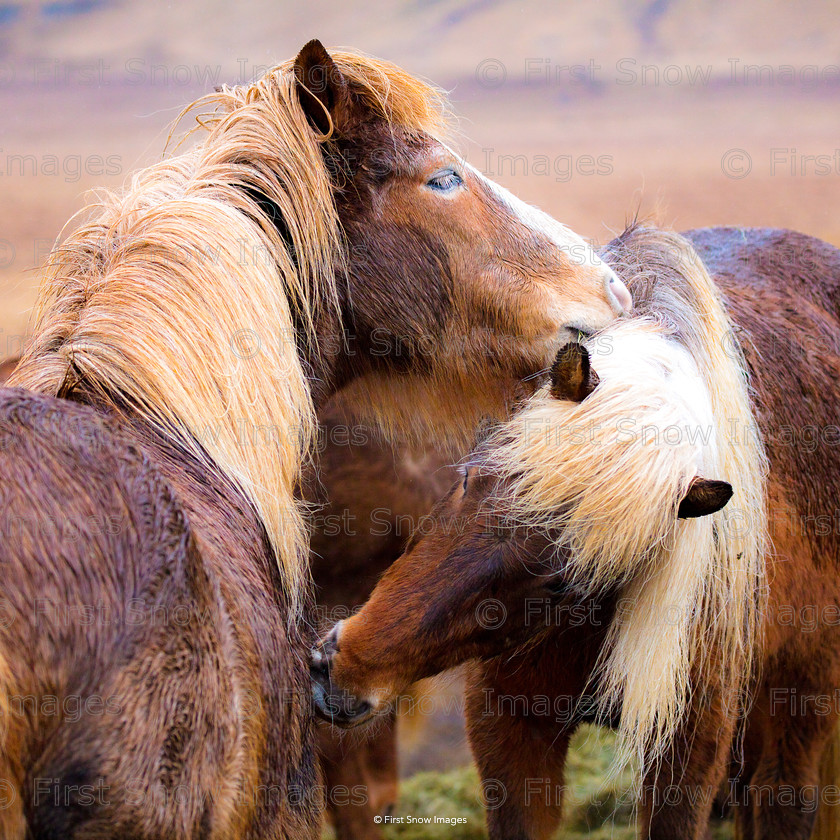 Icelandic Friends 
 PLEASE NOTE - THIS IMAGE HAS BEEN VERY POPULAR AND I HAVE 7 CURRENTLY AVAILABLE. PLEASE MESSAGE ME VIA THE CONTACTS TAB TO ORDER MORE 
 Keywords: tx1_sale_limit:7
card babylon wraptious icelandic friends Women, eventEC2019, iceland travel, shop-cushion