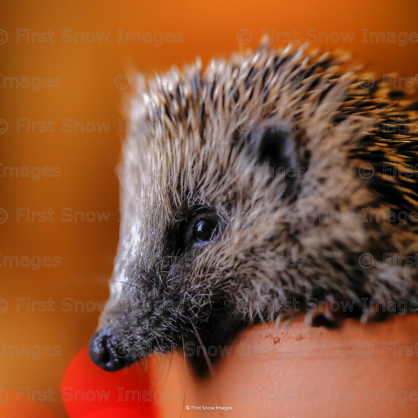 Hello Tinsel 
 PLEASE NOTE - THIS IMAGE HAS BEEN VERY POPULAR AND I ONLY HAVE 11 CURRENTLY AVAILABLE. PLEASE MESSAGE ME VIA THE CONTACTS TAB TO ORDER MORE 
 Keywords: tx1_sale_limit:11
clock, hedgehog tinsel wildlife animal, hello tinsel, mug eventEC2019, natureportfolio1, shop-coaster, wraptious card