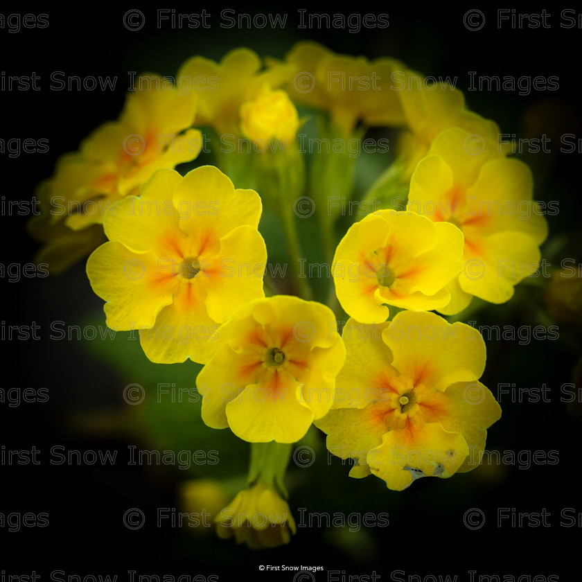 Evening Primrose 
 Evening Primrose 
 Keywords: flowers wraptious