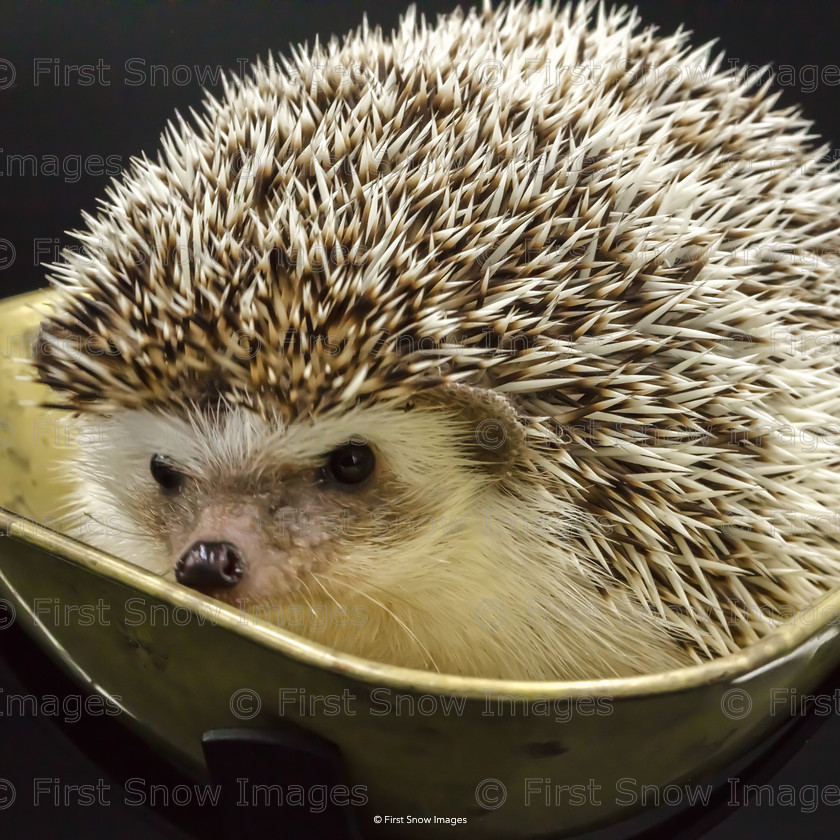 Quills 
 PLEASE NOTE - THIS IMAGE HAS BEEN VERY POPULAR AND I HAVE 4 CURRENTLY AVAILABLE. PLEASE MESSAGE ME VIA THE CONTACTS TAB TO ORDER MORE 
 Keywords: tx1_sale_limit:4
animal petstore macro hedgehog, shop-coaster, wraptious new 'quills'