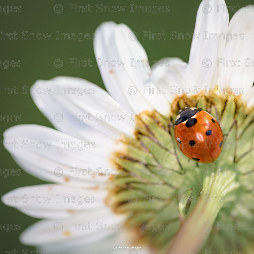 Found You! 
 Found You! 
 Keywords: flowers daisy ladybird macro wraptious order