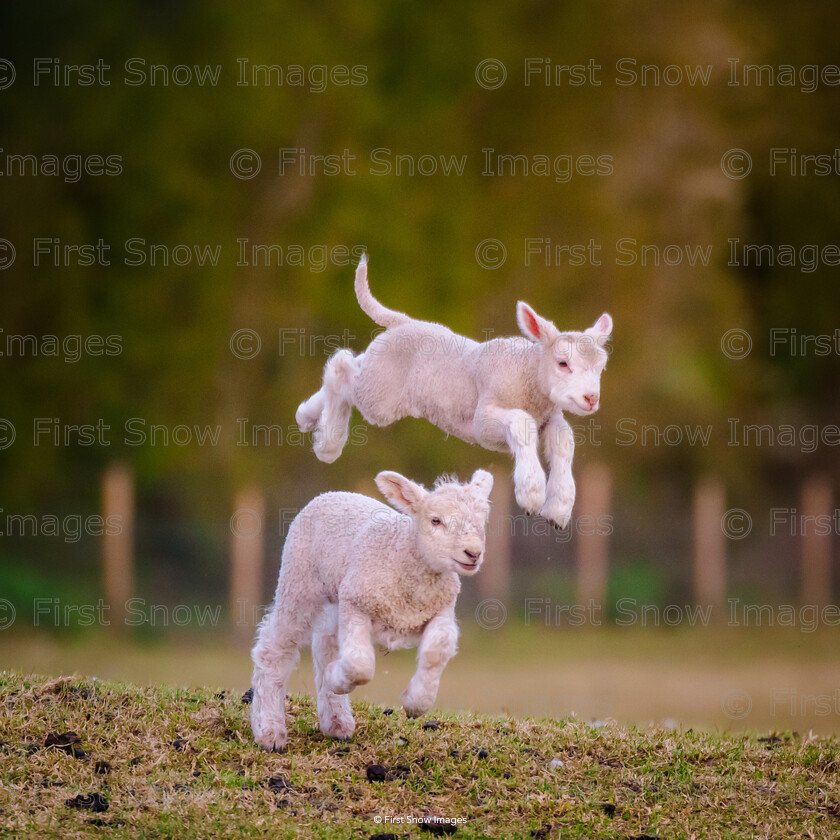 Springing into Spring! 
 PLEASE NOTE - THIS IMAGE HAS BEEN VERY POPULAR AND I HAVE 6 CURRENTLY AVAILABLE. PLEASE MESSAGE ME VIA THE CONTACTS TAB TO ORDER MORE 
 Keywords: tx1_sale_limit:6
'Springing into spring!', animals, coveney, lambs, spring, wraptious