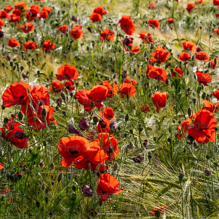 Remembrance 
 Remembrance 
 Keywords: flowers landscape poppies wraptious order