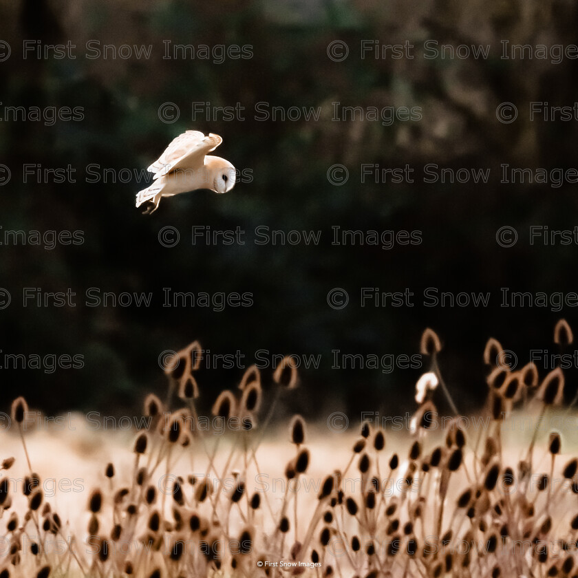 Coming to get you 
 Coming to get you 
 Keywords: barnowl bird, wraptious