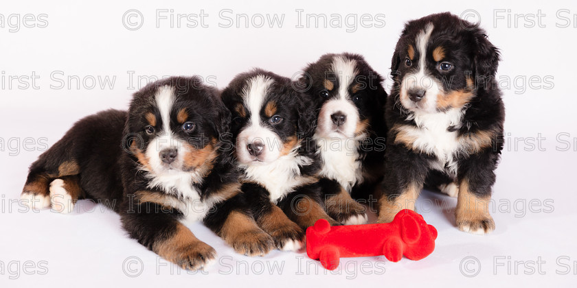 Bernese Quartet 
 Bernese Quartet 
 Keywords: animal dog pets bernese, eventEC2019. panorama