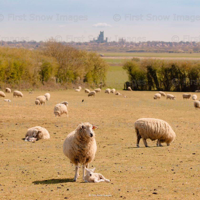 c.firstsnowimages- New life and Ely Cathedral 
 New life and Ely Cathedral 
 Keywords: cathedral, coveney, lambs, landscape, wraptious