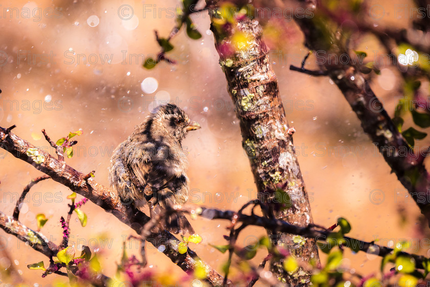 Morning Shower 
 PLEASE NOTE - THIS IMAGE HAS BEEN VERY POPULAR AND I ONLY HAVE 2 CURRENTLY AVAILABLE. PLEASE MESSAGE ME VIA THE CONTACTS TAB TO ORDER MORE 
 Keywords: tx1_sale_limit:2
South Africa, animal, bird, kwandwe, shop - teatowel, streaky headed seed eater WI 'morning shower' wraptious