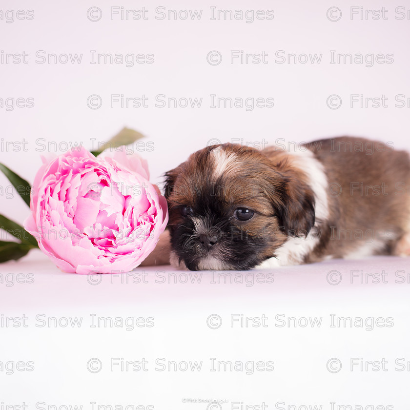 Peony puppy 
 Peony puppy 
 Keywords: shitzu shihtsu* puppy hayley shih tzu litter one card wraptious