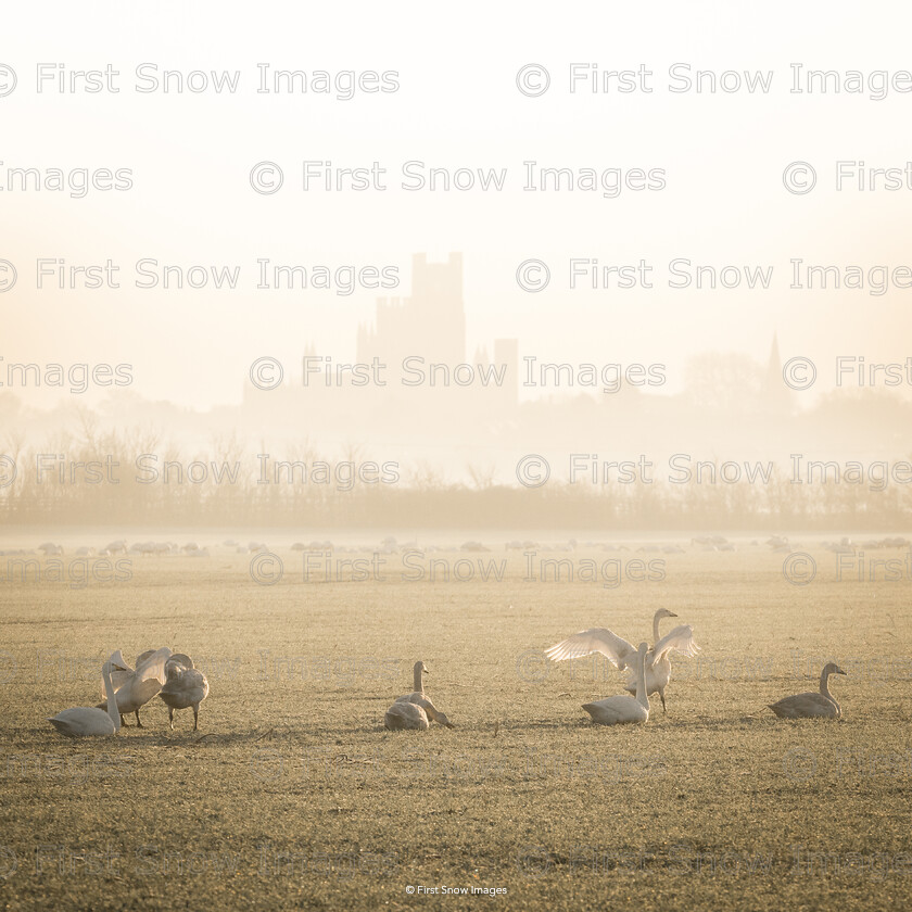 Swans at Ely Cathedral 
 Keywords: 'Swans and Ely Cathedral', card, ely cathedral, landscape, swans, wraptious