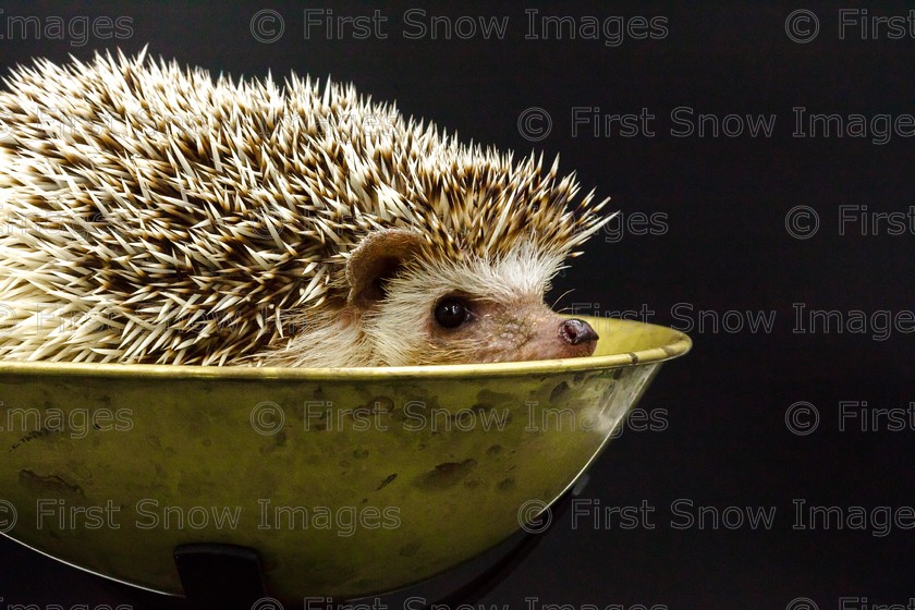 Weighing our Hedgehog 
 PLEASE NOTE - THIS IMAGE HAS BEEN VERY POPULAR AND I ONLY HAVE 3 CURRENTLY AVAILABLE. PLEASE MESSAGE ME VIA THE CONTACTS TAB TO ORDER MORE 
 Keywords: tx1_sale_limit:3
animal petstore macro hedgehog babylon wraptious eventEC2019 weighing our hedgehog saturday, shop - teatowel