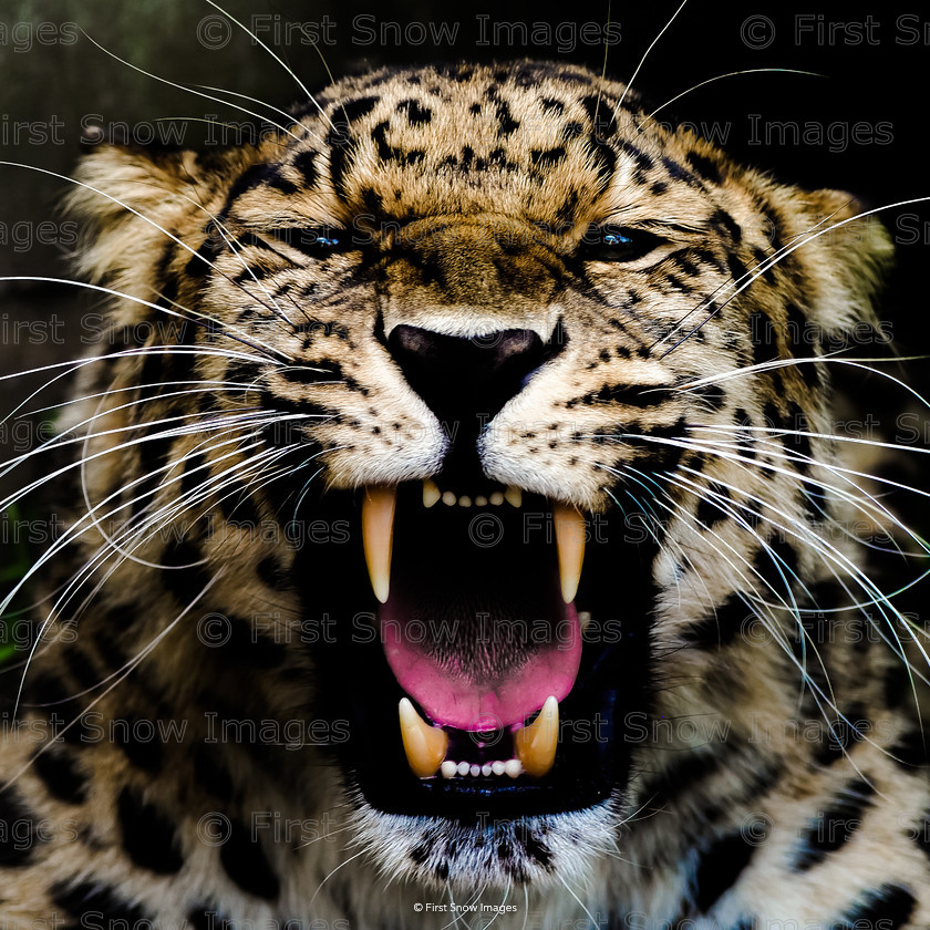 Power - Charity card sold in aid of the David Shepard Wildlife Foundation 
 Power - Charity card sold in aid of the David Shepard Wildlife Foundation 
 Keywords: Processed Website March2018, animal, big cat, david sheperd wildlife foundation charity card, leopard, welwyn, wraptious Women