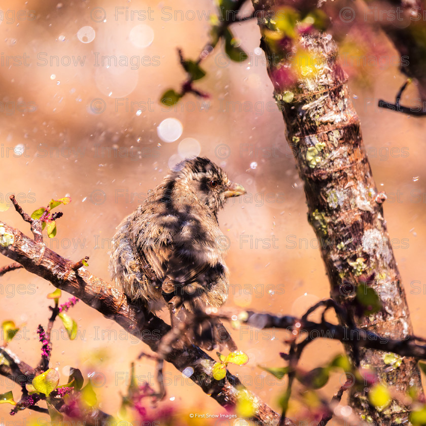 Morning shower 
 Morning shower 
 Keywords: South Africa, animal, bird, kwandwe, streaky headed seed eater WI 'morning shower' wraptious