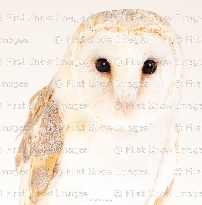 Barn Owl Stare 
 Keywords: Ronnie, animal, barn owl, bird, owl, wraptious