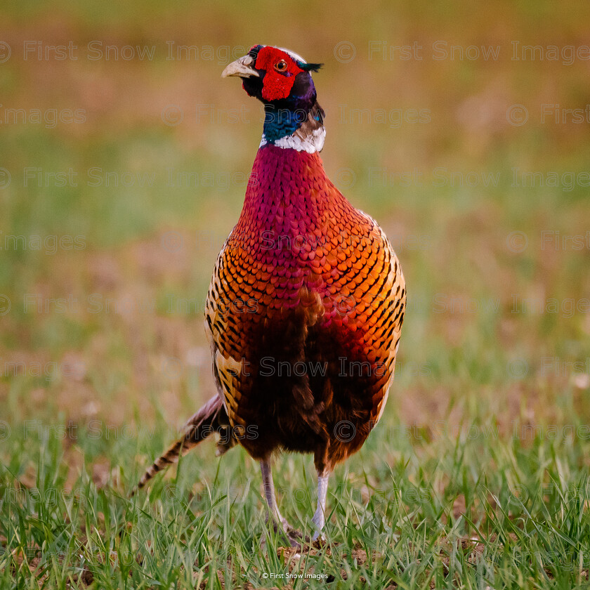 Mr Pheasant 
 Mr Pheasant 
 Keywords: animal, coveney, pheasant, wraptious