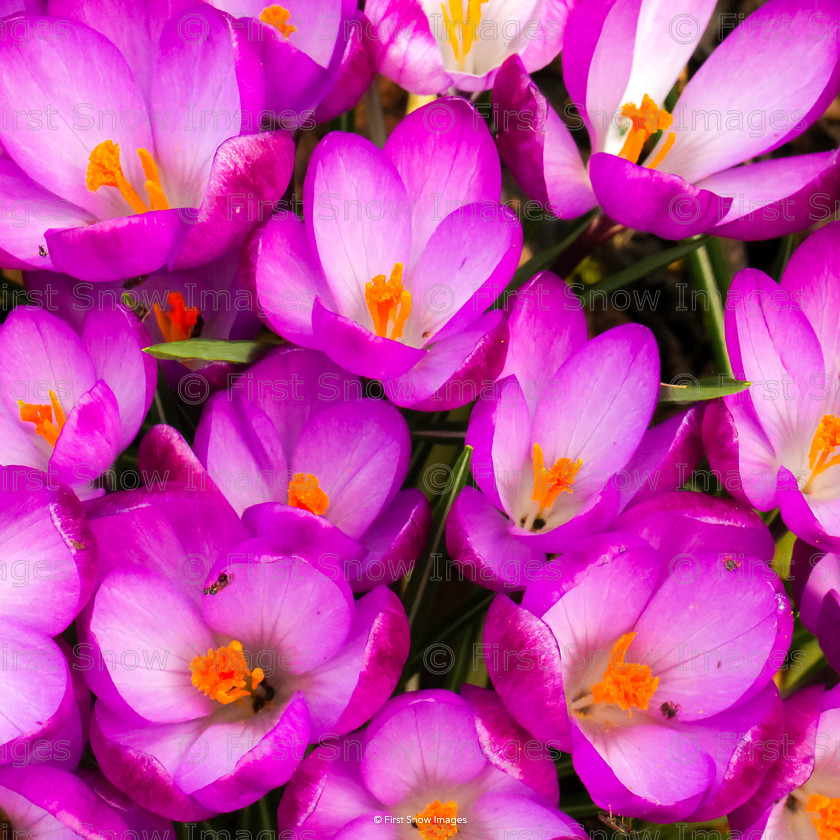 Colourful Croci 
 Colourful Croci 
 Keywords: tx1_sale_limit:3
flowers keepers macro interflora babylon wraptious eventEC2019