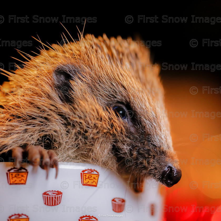 Cupcake Tinsel 
 PLEASE NOTE - THIS IMAGE HAS BEEN VERY POPULAR AND I ONLY HAVE 9
 CURRENTLY AVAILABLE. PLEASE MESSAGE ME VIA THE CONTACTS TAB TO ORDER MORE 
 Keywords: tx1_sale_limit:9
Processed Website March2018 card, eventEC2019, hedgehog tinsel wildlife animal, shop-coaster, wraptious cupcake tinsel hedgehog