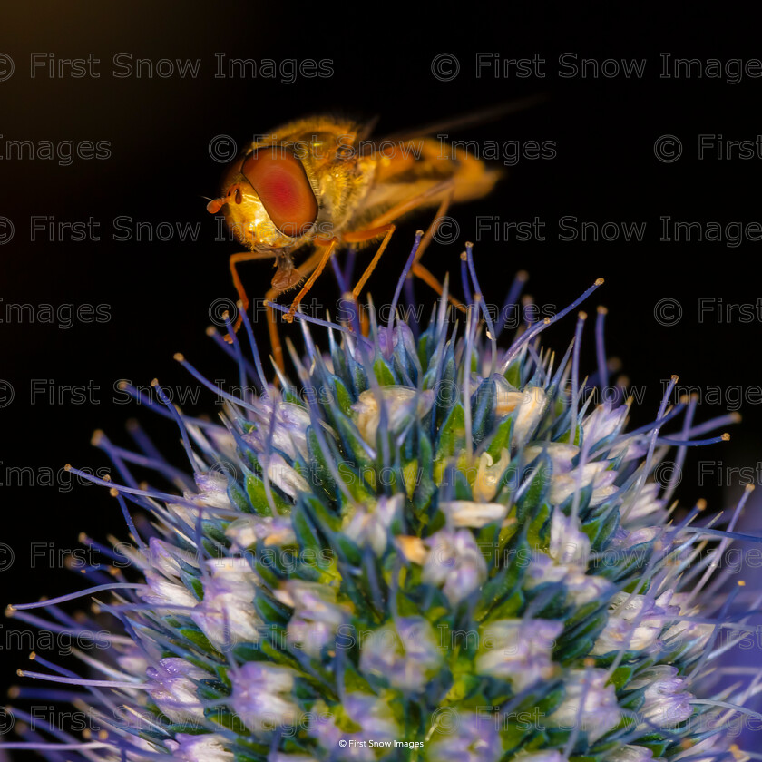 0009-DChoudhry N0000A4272 
 Keywords: 'Hoverfly', DC014, animal, babylon gallery, card, competition, exhibition, garden, hoverfly, macro, plant, purple, thistle, wardy hill, wraptious