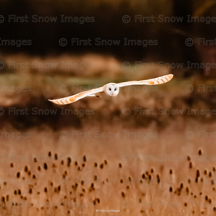 Searching the Fens 
 Keywords: 'searching', barnowl bird, wraptious