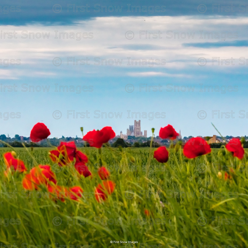 Ely Cathedral through poppies 
 Ely Cathedral through poppies 
 Keywords: flowers poppies landscape cathedral wraptious 'ely cathedral through poppies'