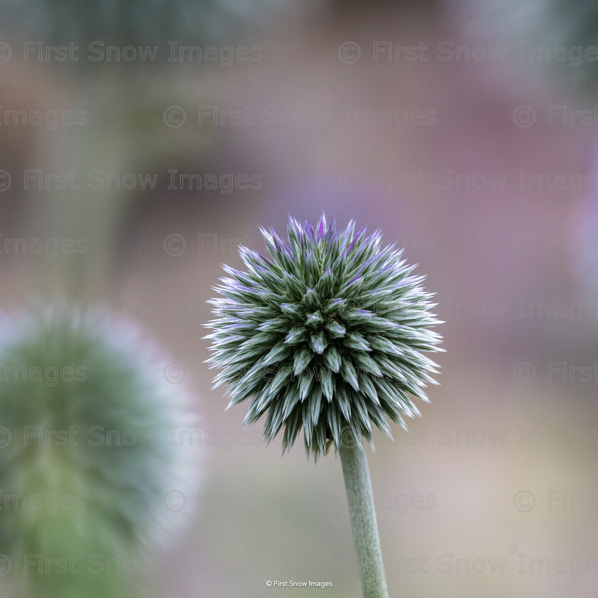 Allium 
 Keywords: 'Alium', aug21, card, edinburgh, wraptious