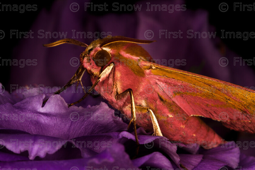 0004-DChoudhry MG 3727 
 Keywords: Processed Website March2018 moth babylon card studio, competition, elephant hawk moth, exhibition, insects keepers macro