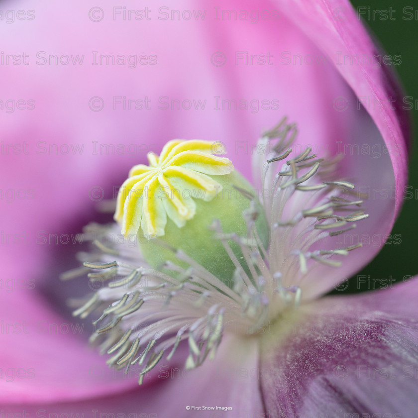 Pretty in pink 
 Pretty in pink 
 Keywords: flowers poppies macro wraptious order