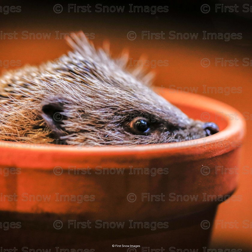 Peeping Tinsel 
 Peeping Tinsel 
 Keywords: Processed Website March2018 card wraptious, hedgehog tinsel wildlife animal