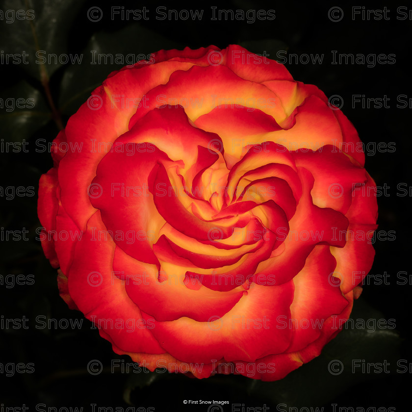 Flaming Rose 
 Flaming Rose 
 Keywords: eventEC2019, flower rose interflora card, wraptious