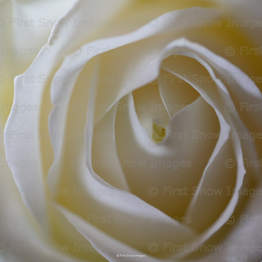 Rose 
 Keywords: tx1_sale_limit:3
'Rose', card, flower cream white rose, wraptious