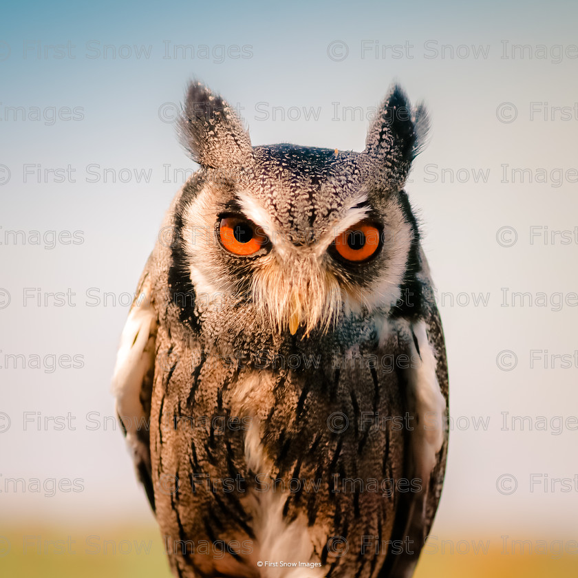 Oswald 
 PLEASE NOTE - THIS IMAGE HAS BEEN VERY POPULAR AND I HAVE 9 CURRENTLY AVAILABLE. PLEASE MESSAGE ME VIA THE CONTACTS TAB TO ORDER MORE 
 Keywords: tx1_sale_limit:9
bird owl eagle raptor foundation, clock, natureportfolio1 card, shop-coaster, wraptious eventEC2019 oswald the owl order