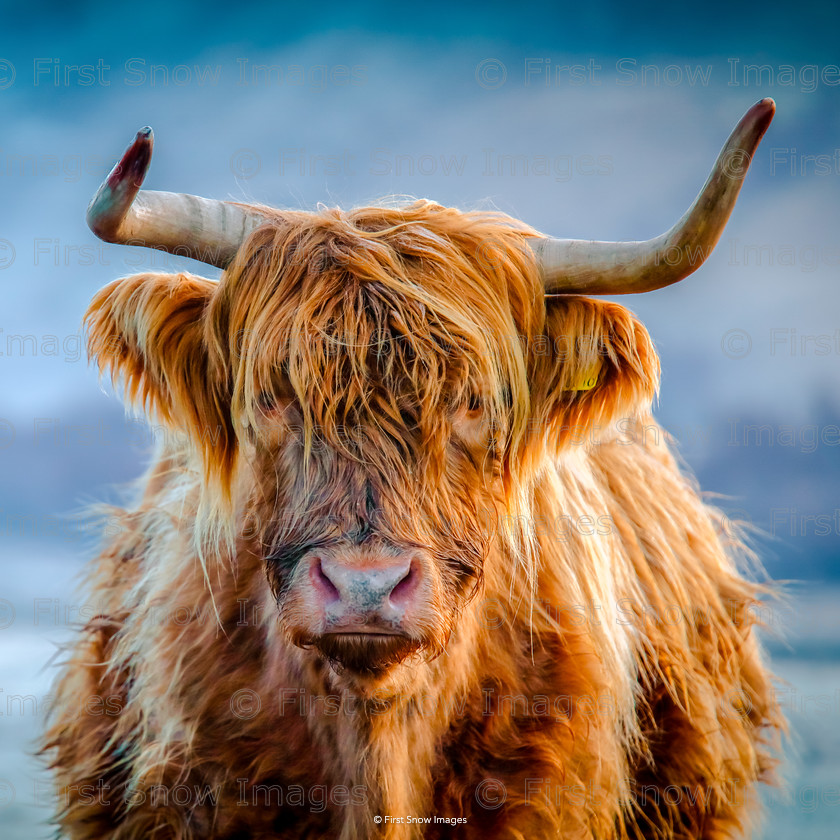 Hamish the Highland 
 PLEASE NOTE - THIS IMAGE HAS BEEN VERY POPULAR AND I HAVE 24 CURRENTLY AVAILABLE. PLEASE MESSAGE ME VIA THE CONTACTS TAB TO ORDER MORE 
 Keywords: tx1_sale_limit:24
Processed Website March2018, clock, mug, scotland highland cows, shop-coaster, shop-cushion, wraptious eventEC2019 'hamish the highland' card