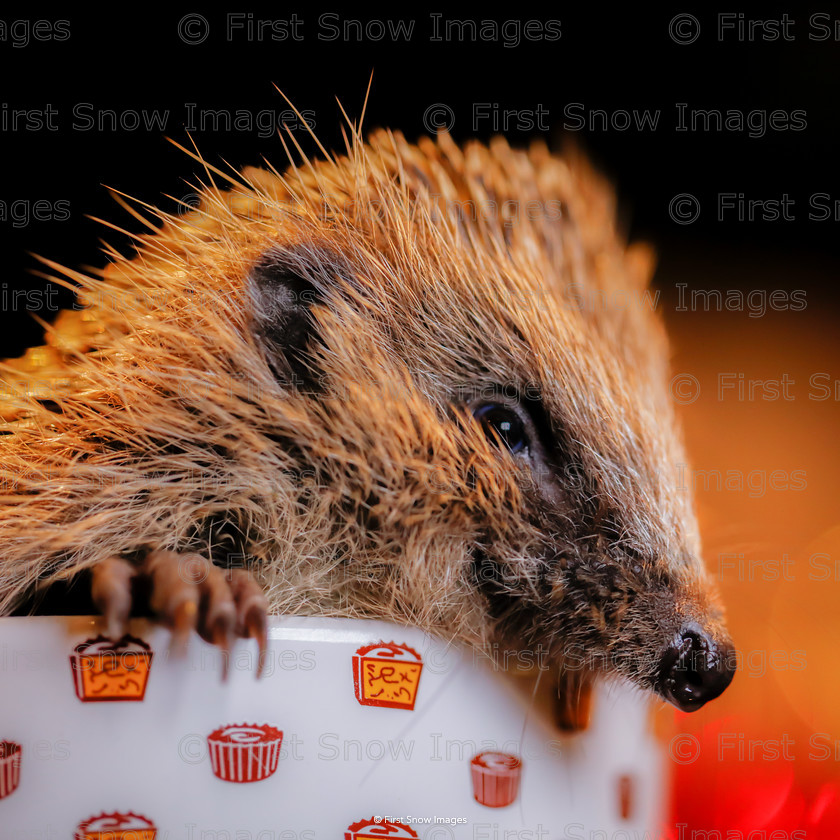 Cupcake Tinsel 
 Cupcake Tinsel 
 Keywords: Processed Website March2018 card wraptious, hedgehog tinsel wildlife animal