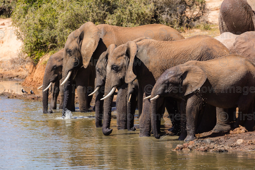 Line Up! 
 PLEASE NOTE - THIS IMAGE HAS BEEN VERY POPULAR AND I ONLY HAVE 1 CURRENTLY AVAILABLE. PLEASE MESSAGE ME VIA THE CONTACTS TAB TO ORDER MORE 
 Keywords: tx1_sale_limit:1
South Africa, addo, animal, elephant, shop -teatowel, south africa 'line up!' wraptious