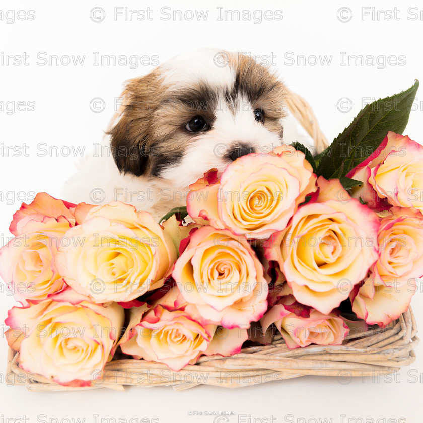 A bed of Roses 
 A bed of Roses 
 Keywords: tx1_sale_limit:10
animal, dog, hayley, puppy, shih tzu orla