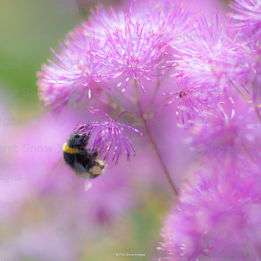 Purple Haze 
 Purple Haze 
 Keywords: arran flower bee macro purple wraptious order