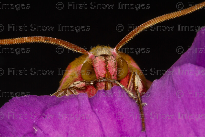 0002-DChoudhry MG 3676 
 Keywords: Processed Website March2018 moth babylon card eyes, competition, elephant hawk moth, exhibition, insects keepers macro