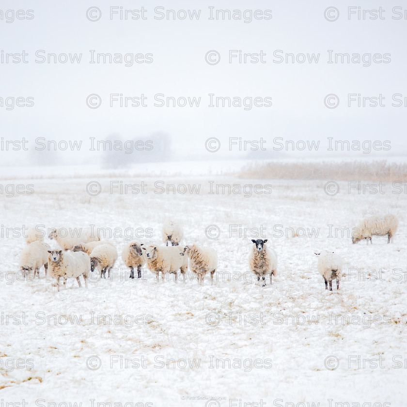 Sheep in the Snow 
 Sheep in the Snow