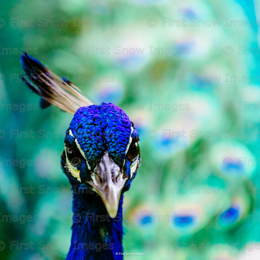 Iridescence 
 Keywords: animal, card, mount fitchet, peacock, wraptious 'contentment'