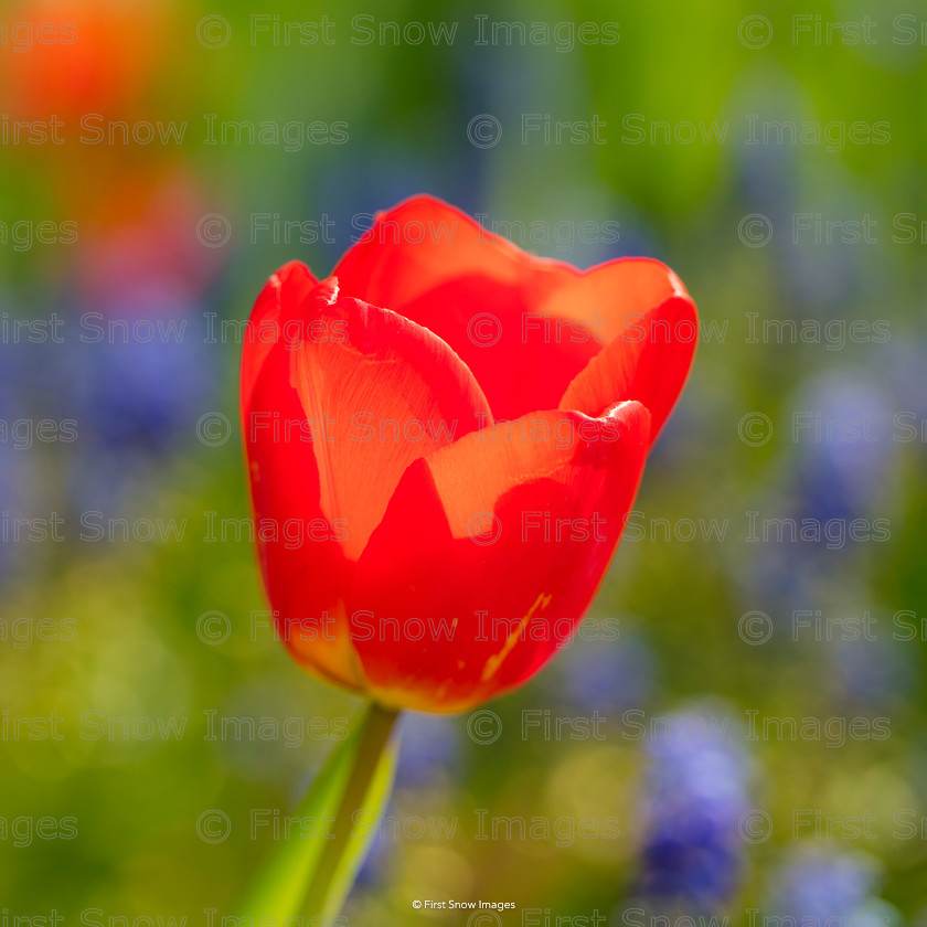 Morning Tulip 
 Morning Tulip 
 Keywords: flowers wraptious