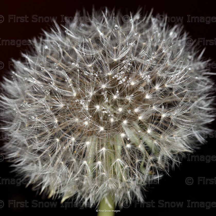 One O clock 
 PLEASE NOTE - THIS IMAGE HAS BEEN VERY POPULAR AND I HAVE 6 CURRENTLY AVAILABLE. PLEASE MESSAGE ME VIA THE CONTACTS TAB TO ORDER MORE 
 Keywords: tx1_sale_limit:6
card, eventEC2019, flower dandelion dew interflora, shop-cushion, wraptious one o clock