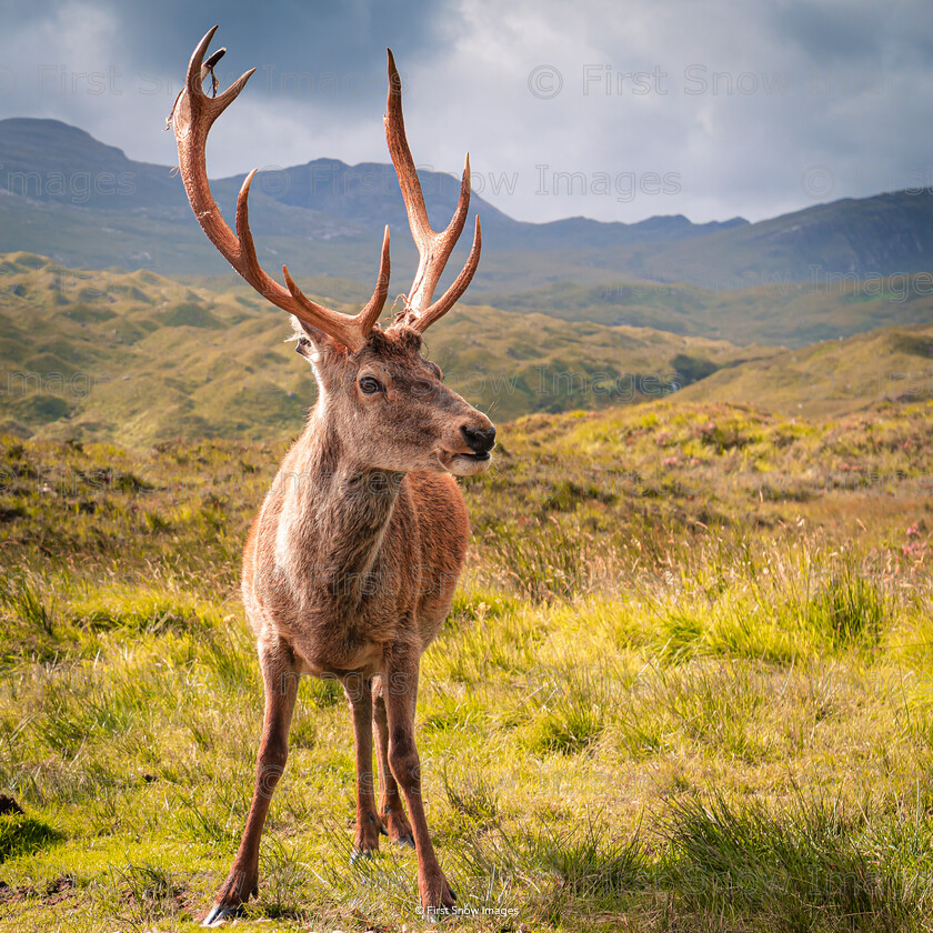 Callum, Torridon 
 Keywords: 'Torridon Callum', Callum, Highlands, animal, card, deer, stag, wraptious