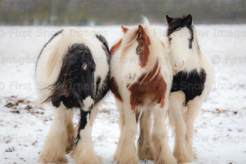 Standing Together, Ely 
 PLEASE NOTE - THIS IMAGE HAS BEEN VERY POPULAR AND I ONLY HAVE 1 CURRENTLY AVAILABLE. PLEASE MESSAGE ME VIA THE CONTACTS TAB TO ORDER MORE 
 Keywords: tx1_sale_limit:1
Processed Website March2018, eventEC2019, horse snow animal, landscape, shop - teatowel 'standing together' wraptious