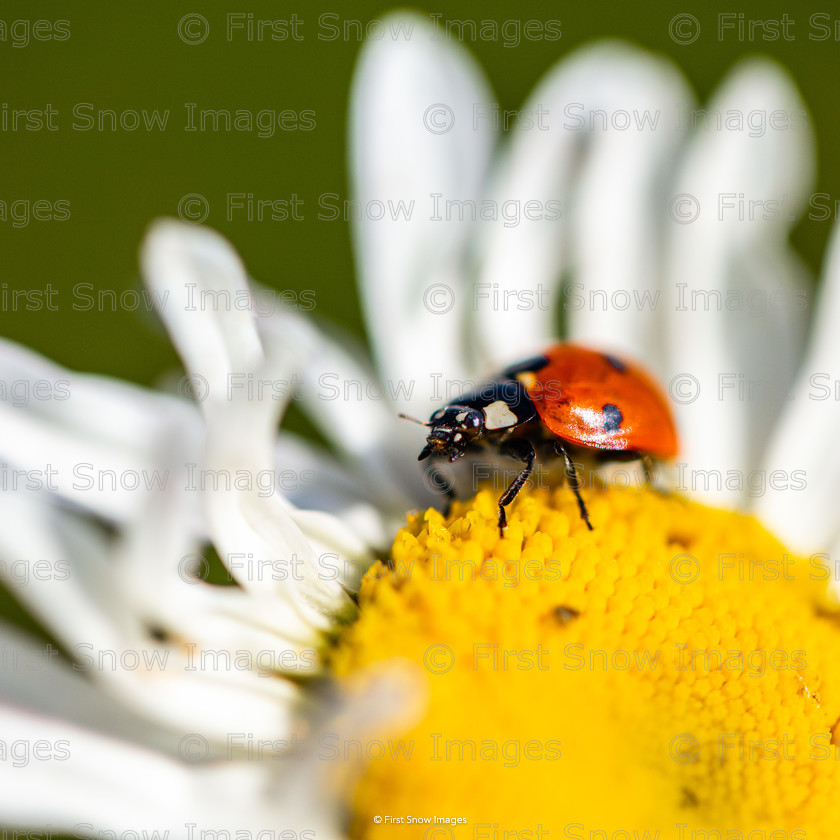 Gardener s friend 
 Gardener's friend 
 Keywords: flowers daisy ladybird macro wraptious order