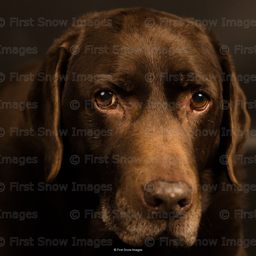 Chester, Chocolate Labrador 
 Keywords: Chocolate Labrador', animal dog chester xmas wraptious 'Chester