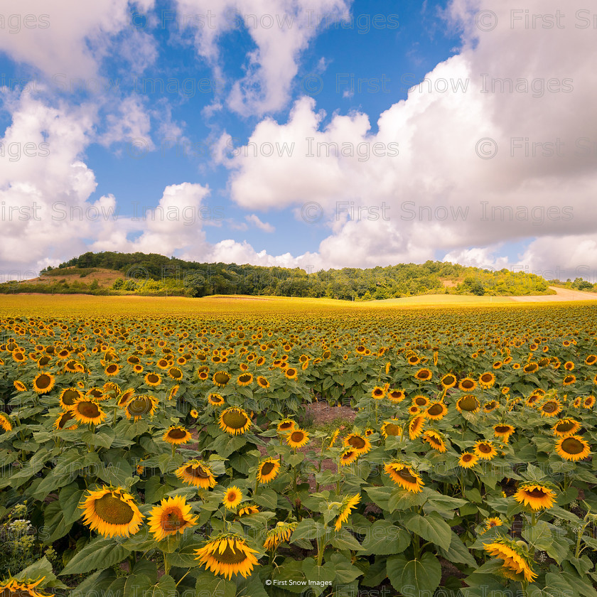 Sunflowers in Cognac 
 Sunflowers in Cognac 
 Keywords: tx1_sale_limit:14
travel france card wraptious