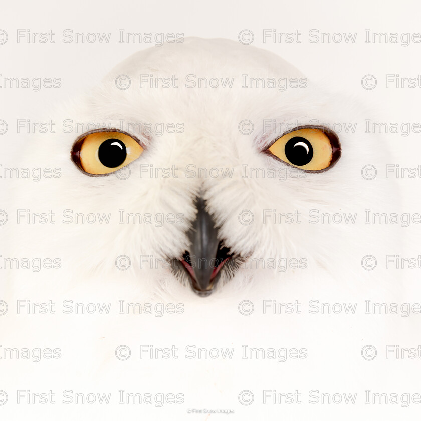 Surprise! 
 Keywords: 'surprise!', animal, bird, photoshop processed, snowy owl