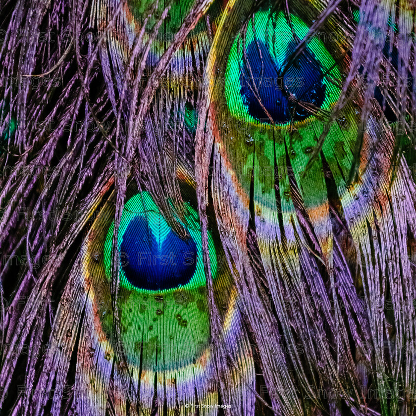 After the Rain 
 Keywords: animal, card, eye, feathers, peacock, wraptious 'after the rain'