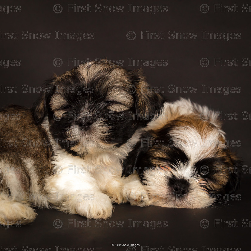 Brothers 
 Brothers 
 Keywords: animal dog puppy xmas shih tzu hayley group card wraptious